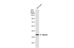 WNT9A Antibody in Western Blot (WB)