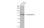 Synaptotagmin 2 Antibody in Western Blot (WB)