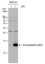 Japanese Encephalitis Virus Core Protein C Antibody in Western Blot (WB)