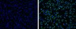 Japanese Encephalitis Virus NS1 Antibody in Immunocytochemistry (ICC/IF)