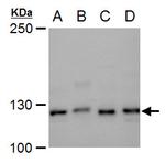 XPF Antibody in Western Blot (WB)