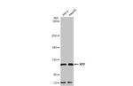 XPF Antibody in Western Blot (WB)