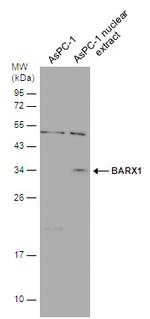 BarX1 Antibody in Western Blot (WB)