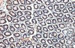 Histone H4 Antibody in Immunohistochemistry (Paraffin) (IHC (P))