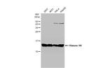 Histone H4 Antibody in Western Blot (WB)