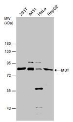 MUT Antibody in Western Blot (WB)