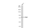 PPM1D Antibody in Western Blot (WB)