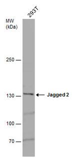 Jagged 2 Antibody in Western Blot (WB)