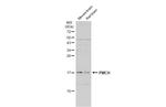 PMCH Antibody in Western Blot (WB)