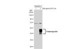 ZFP36 Antibody in Western Blot (WB)