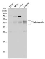 ZFP36 Antibody in Western Blot (WB)