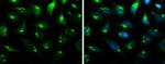 B4GALT1 Antibody in Immunocytochemistry (ICC/IF)