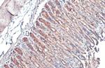 GALNT3 Antibody in Immunohistochemistry (Paraffin) (IHC (P))