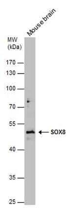 SOX8 Antibody in Western Blot (WB)