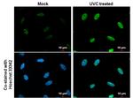 Phospho-CHK1 (Ser317) Antibody in Immunocytochemistry (ICC/IF)