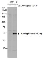 Phospho-CHK1 (Ser317) Antibody in Western Blot (WB)