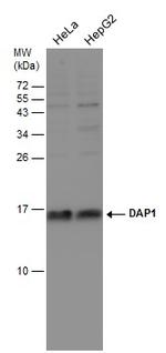 DAP1 Antibody in Western Blot (WB)