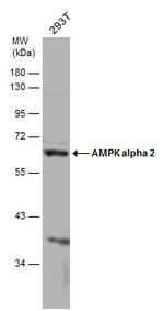 AMPK alpha 2 Antibody in Western Blot (WB)