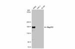 NUP153 Antibody in Western Blot (WB)