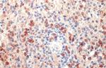 NGAL Antibody in Immunohistochemistry (Paraffin) (IHC (P))