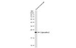 NGAL Antibody in Western Blot (WB)