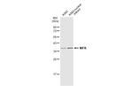 NIFK Antibody in Western Blot (WB)