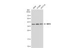 NIFK Antibody in Western Blot (WB)