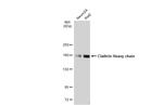 Clathrin Heavy Chain Antibody in Western Blot (WB)