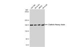 Clathrin Heavy Chain Antibody in Western Blot (WB)