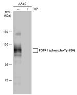 Phospho-FGFR1 (Tyr766) Antibody in Western Blot (WB)