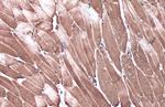 C3G Antibody in Immunohistochemistry (Paraffin) (IHC (P))