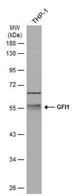 GFI1 Antibody in Western Blot (WB)