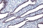 Phospho-JNK1 (Thr183, Tyr185) Antibody in Immunohistochemistry (Paraffin) (IHC (P))