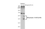 Phospho-JNK1 (Thr183, Tyr185) Antibody in Western Blot (WB)