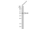 LHX3 Antibody in Western Blot (WB)