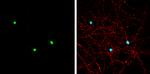 Neurogenin 1 Antibody in Immunocytochemistry (ICC/IF)