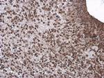 Neurogenin 1 Antibody in Immunohistochemistry (Paraffin) (IHC (P))