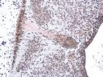 Neurogenin 1 Antibody in Immunohistochemistry (Paraffin) (IHC (P))