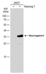 Neurogenin 1 Antibody in Western Blot (WB)