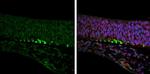 Robo2 Antibody in Immunohistochemistry (Paraffin) (IHC (P))