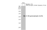 Phospho-IKK gamma (Ser376) Antibody in Western Blot (WB)