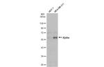 AJUBA Antibody in Western Blot (WB)