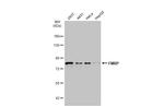 FMRP Antibody in Western Blot (WB)