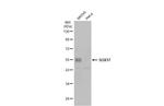 SOX17 Antibody in Western Blot (WB)