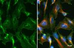 CD63 Antibody in Immunocytochemistry (ICC/IF)