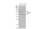 CD63 Antibody in Western Blot (WB)