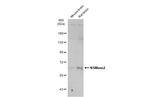 SMPD3 Antibody in Western Blot (WB)