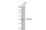 SMPD3 Antibody in Western Blot (WB)