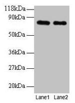 Transferrin Antibody in Western Blot (WB)