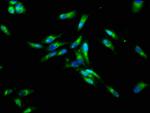 CHRNB3 Antibody in Immunocytochemistry (ICC/IF)